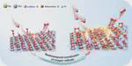 Atomic Ga triggers spatiotemporal coordination of oxygen radicals for efficient water oxidation on crystalline RuO2